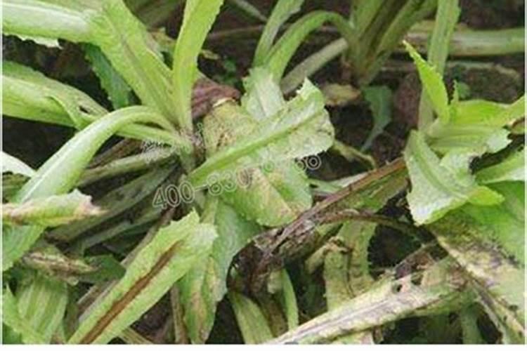 河北中雍农业科技发展有限公司怎么样？