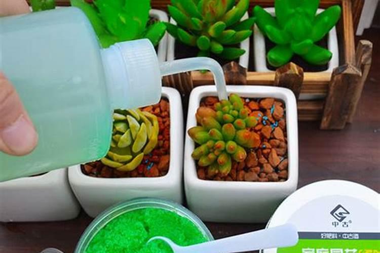 多肉施什么肥料最好