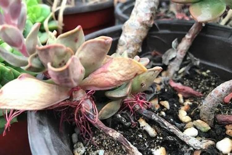 秋天多肉施什么肥好(秋天多肉用什么肥料)