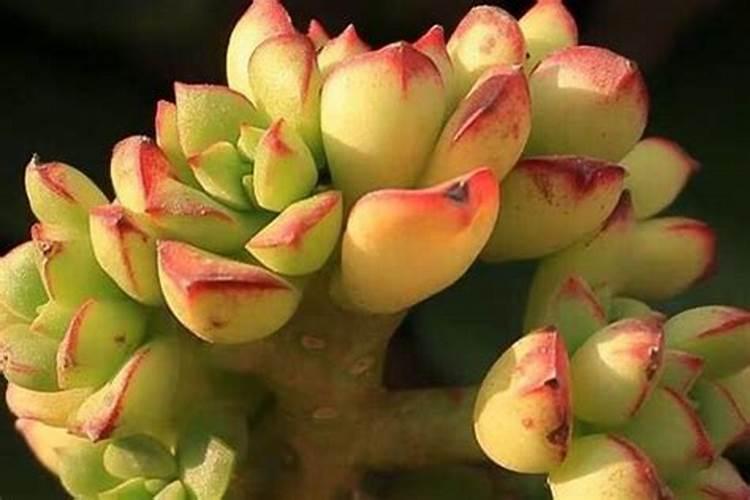 多肉秋天要施肥吗