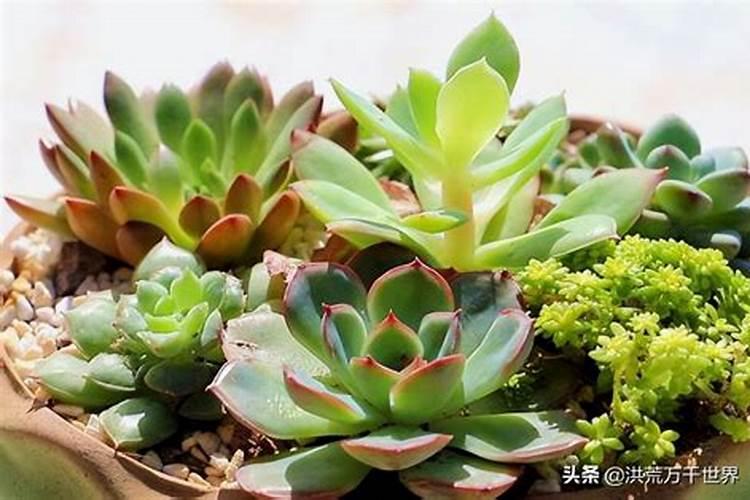 多肉施肥用什么肥料,如何给多肉施肥