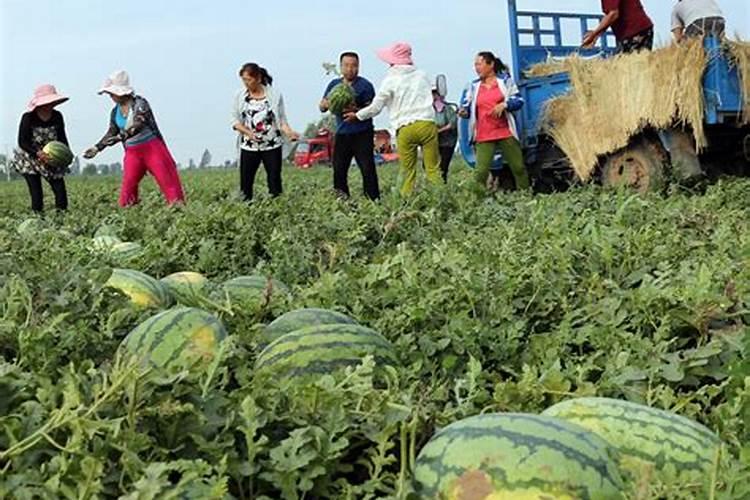 种植西瓜用什么肥料