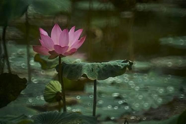 桃树果实膨大用什么药