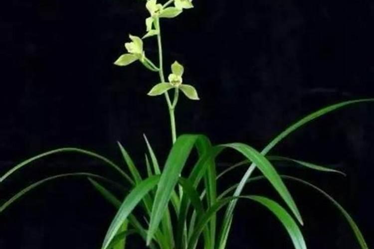 刚种的兰花能不能施肥