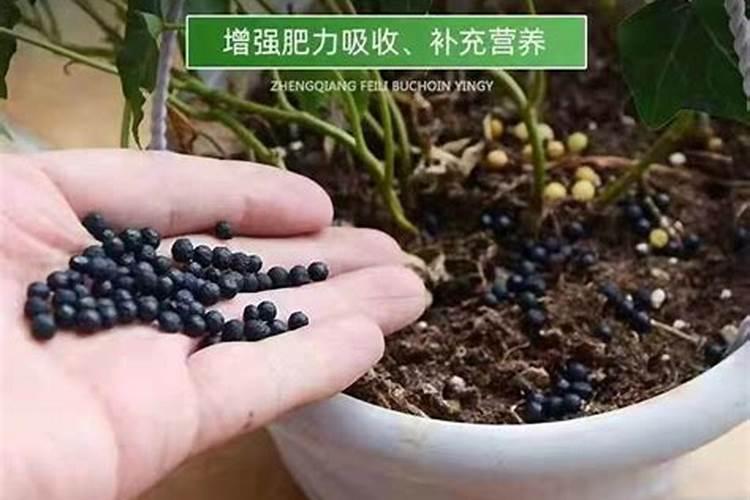 专家们,生菜如何施肥