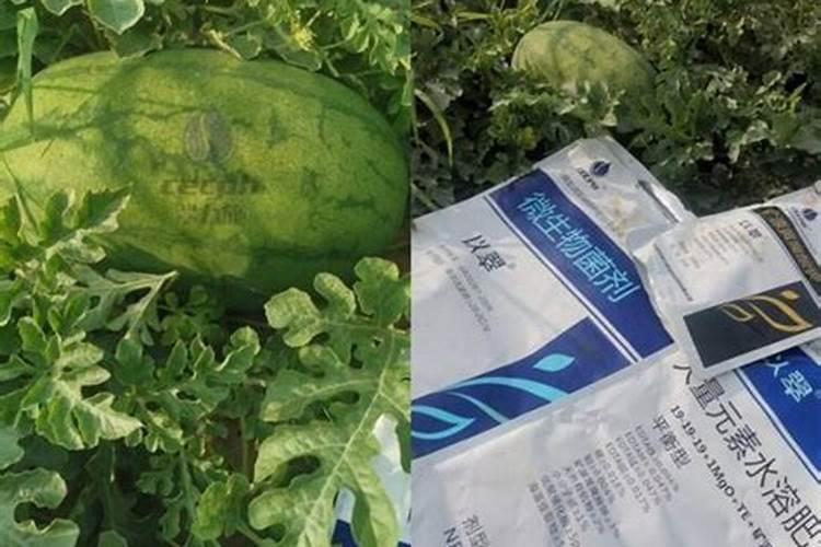 种植西瓜用什么肥料