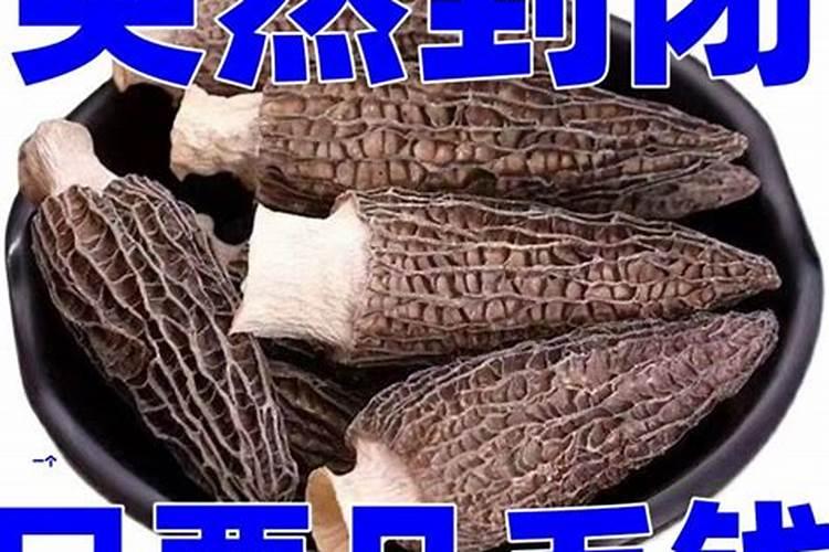 什么菌类最好种植