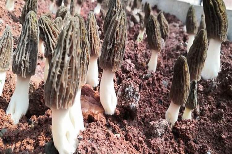 兰灵王能和兰花专用肥一块用吗