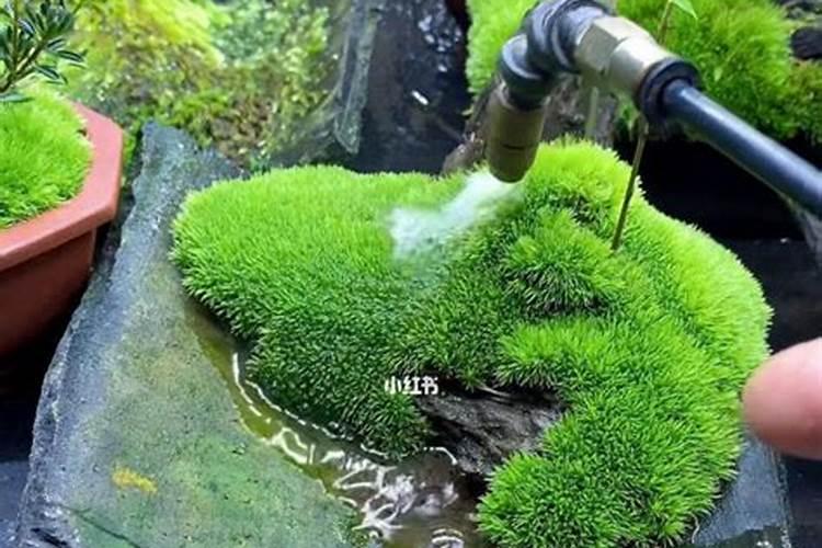 苔藓的饲养方法和注意事项有哪些？