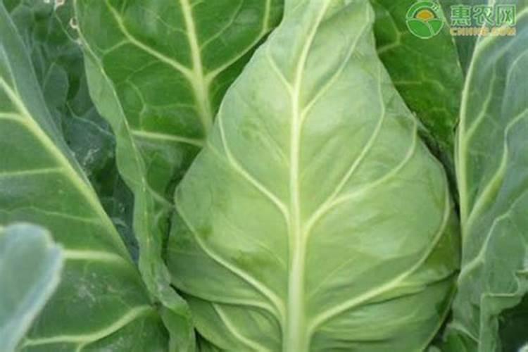 牛心包菜种植时间和方法