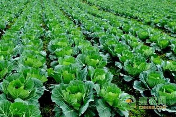 种白菜如何施肥