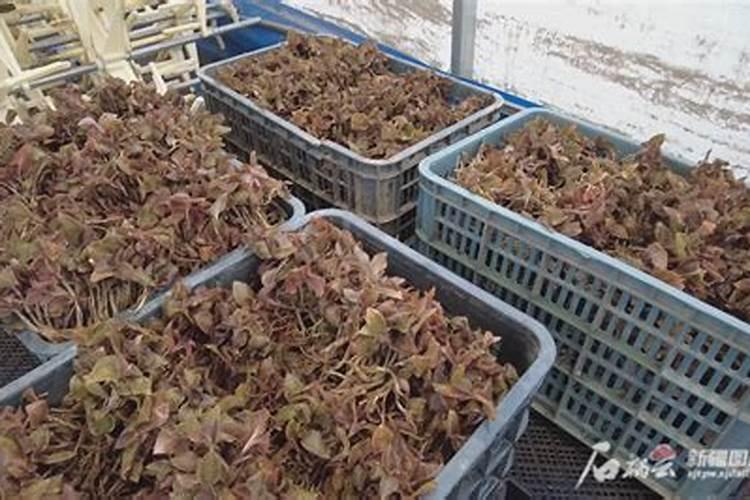 金线莲怎么施肥 用什么肥料好