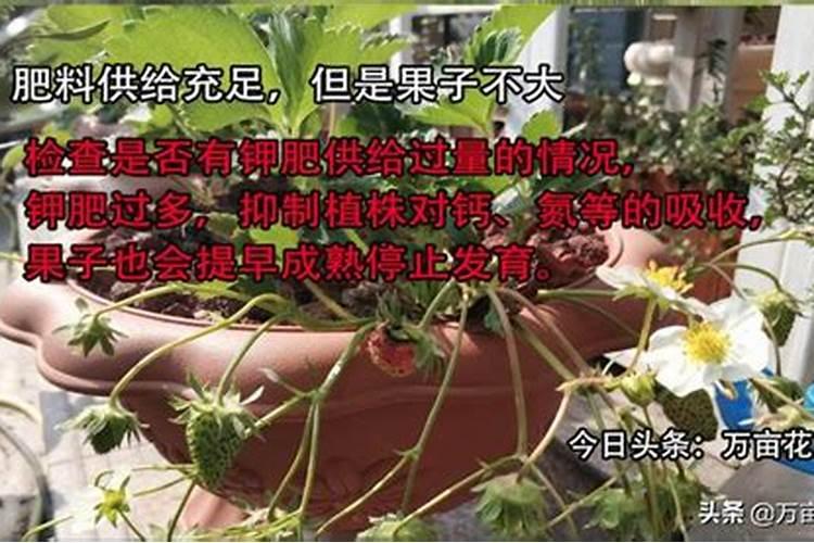 盆栽草莓施肥用什么肥料好