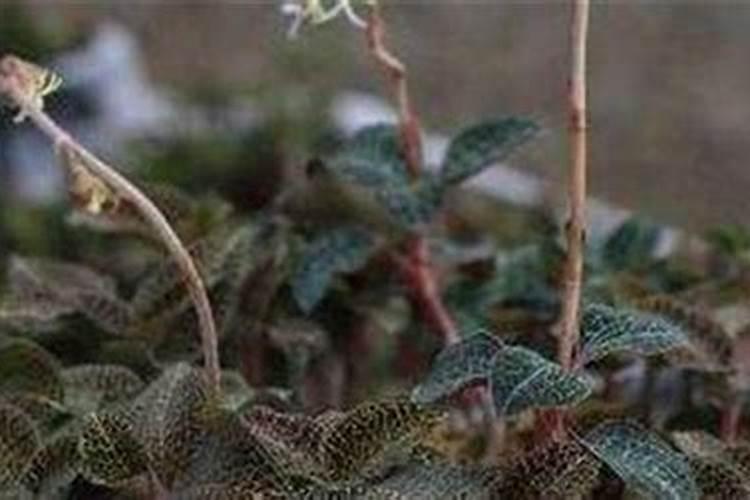 湖北鑫希望生态农业金线莲种植适合用什么样的肥料？