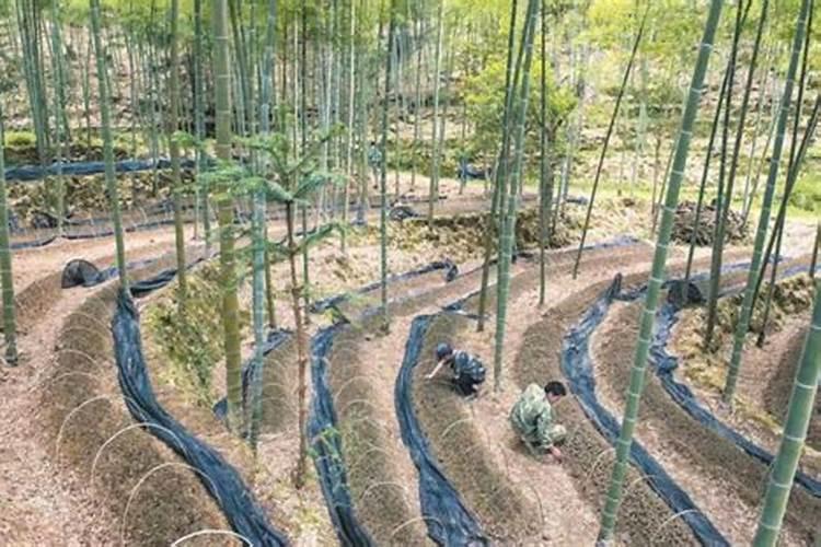 红叶树能不能在客厅养活 具体给大家介绍一下