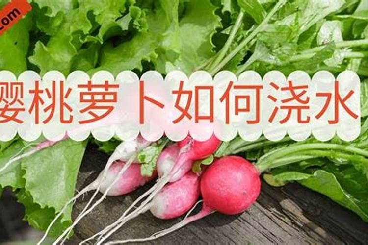 樱桃萝卜种植方法