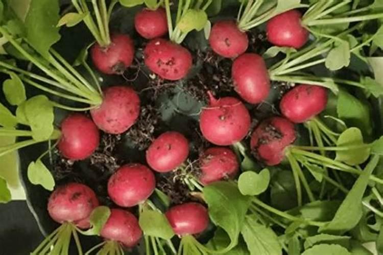 樱桃萝卜田间管理方法 樱桃萝卜生长环境