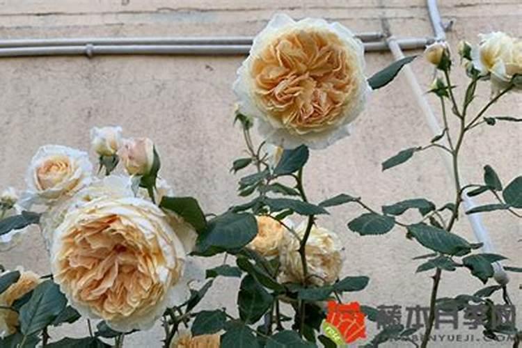 要想月季花快速冒笋芽该怎么养护