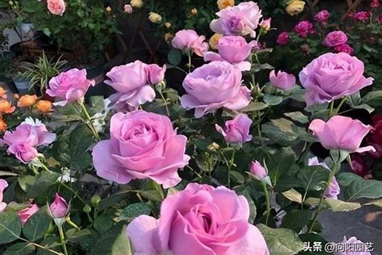 怎样给月季花上花肥