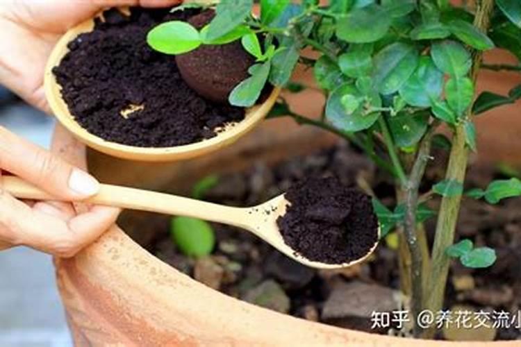 叶面肥灌根有效吗