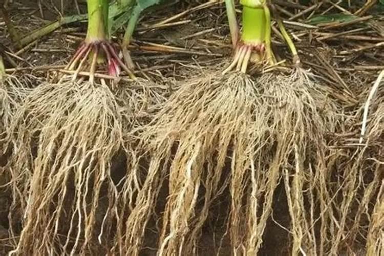 鱼塘应注意补磷(池塘磷肥使用注意事项)