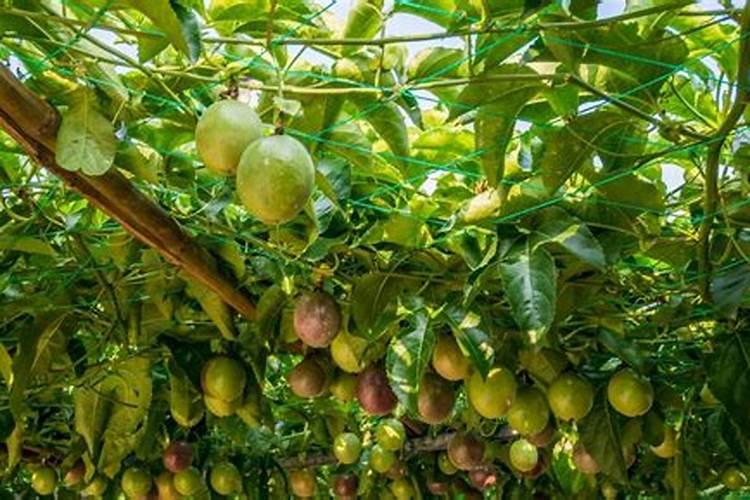 百香果浇什么肥料