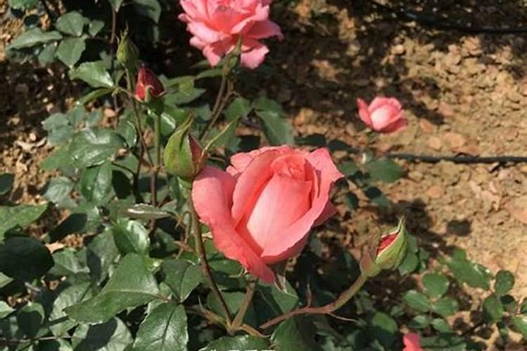 鱼塘施磷肥几天可以消石灰