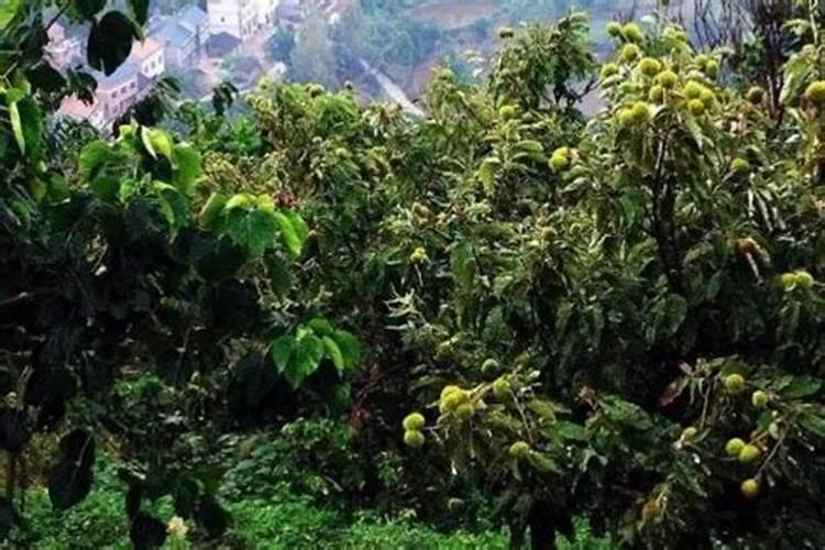 板栗树用什么肥料最好