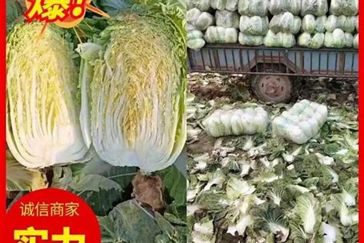 洋葱什么时间施肥好？洋葱膨大剂什么时候可以打？
