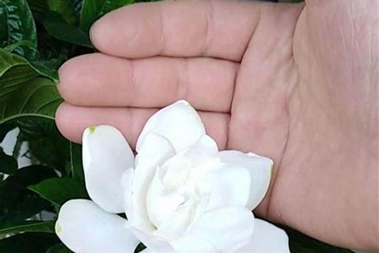 栀子花的养护秘诀及病虫害防治,学会后再也不怕栀子黄叶了