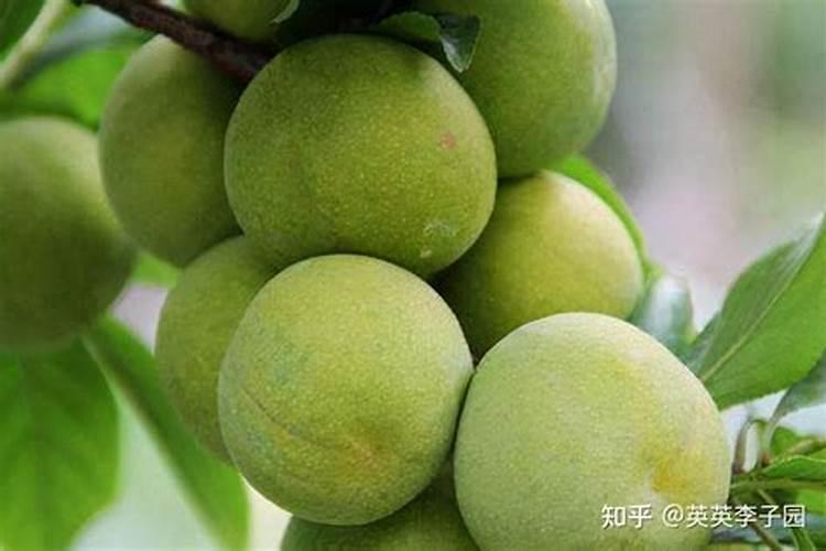 李子怎样保花保果