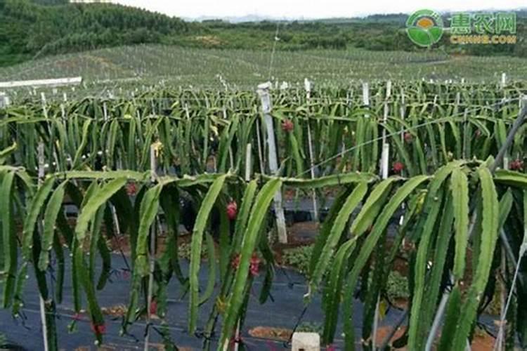 黄皮果春季如何施肥