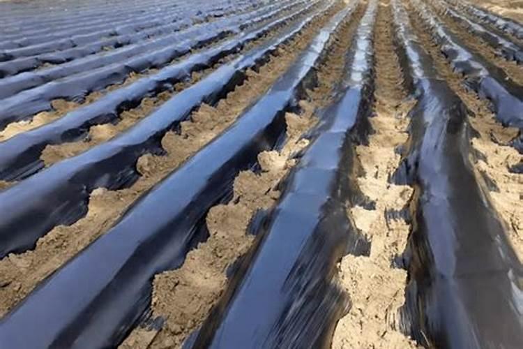 水溶肥的效果不太显著,应该怎样使用才能达到最佳的效果？