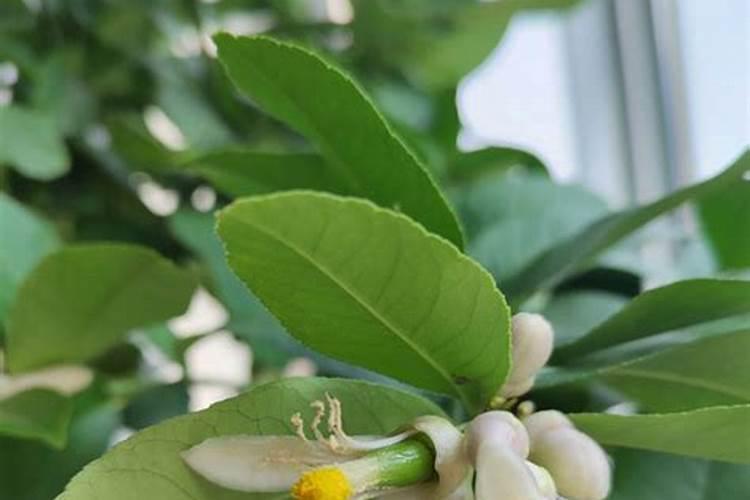 柠檬树开花结果后如何管理？