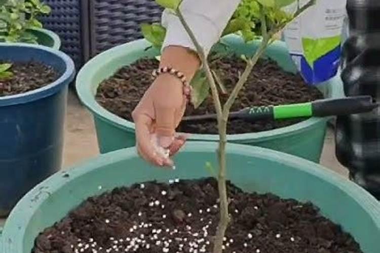 柠檬开花打不打药