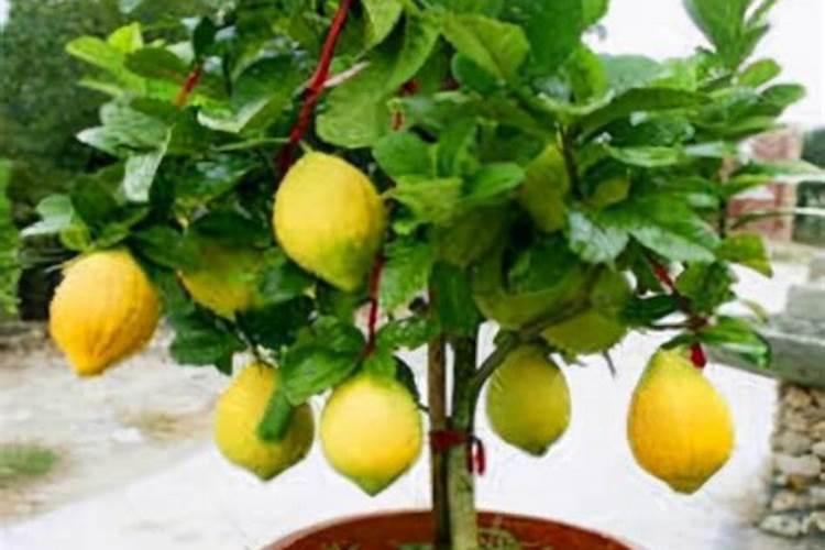 柠檬树从枝梢向枝干不断蔓延枯萎是怎么回事？