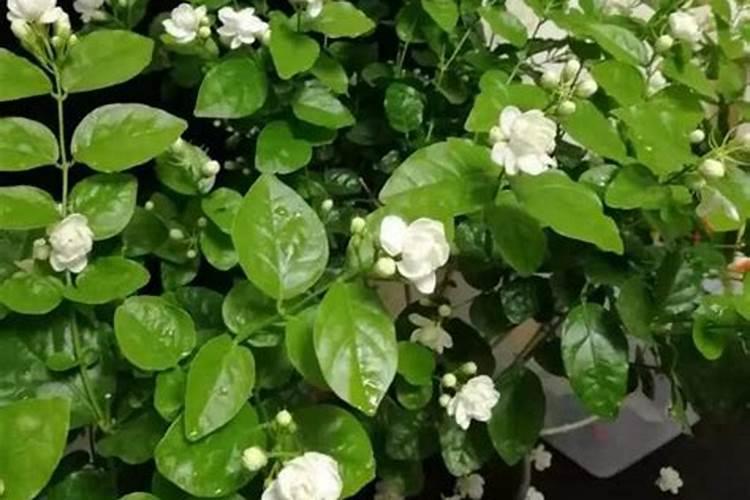 茉莉花四季怎么施肥