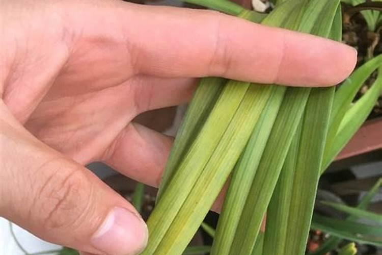 兰花冬天施什么肥最好