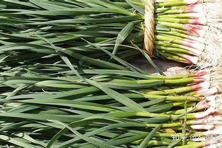 大蒜叶面肥喷什么肥最好