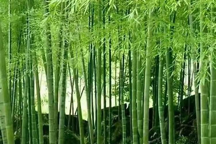 我家的冬茬大棚蔬菜出现肥料烧根,叶发黄、秧子弱,这种状况怎么解决啊...