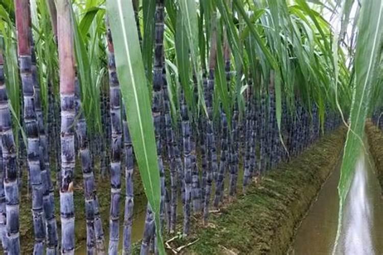 微生物菌剂叶面肥用在甘蔗上可以吗