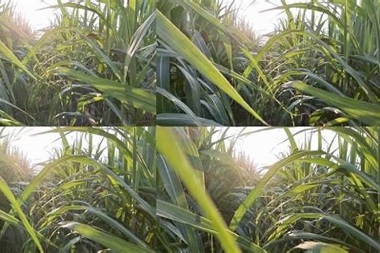 甘蔗叶面尿素喷雾施肥管用吗？