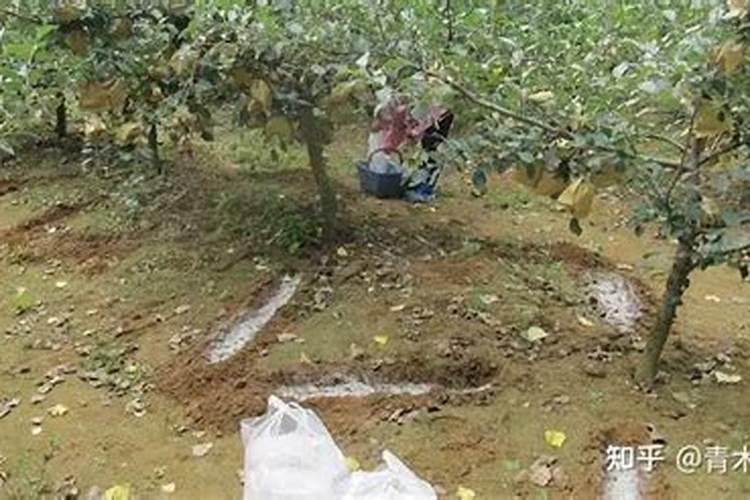 钾肥浓度高对果的危害