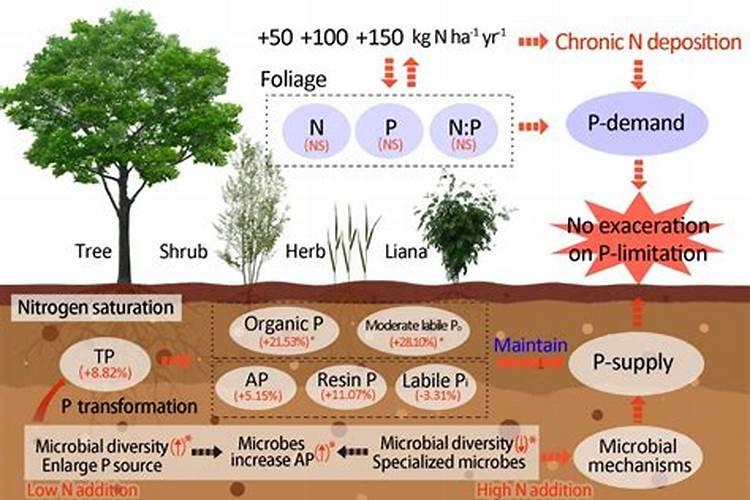种在土里的桂花树突然叶子干掉要死掉是因为施肥太多吗？