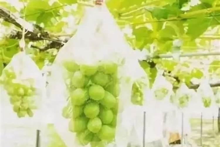 巨峰葡萄30斤水使用多少毫升乙烯利？