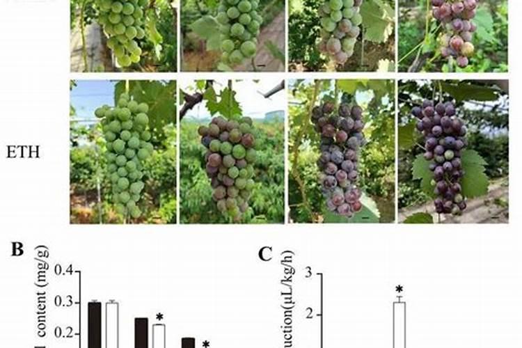 打哪些药有利加速葡萄转色