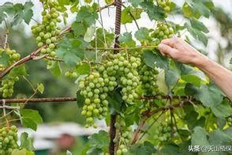 葡萄上色初期专用药