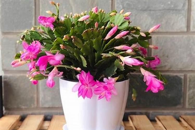 花多多是喷叶还是灌根