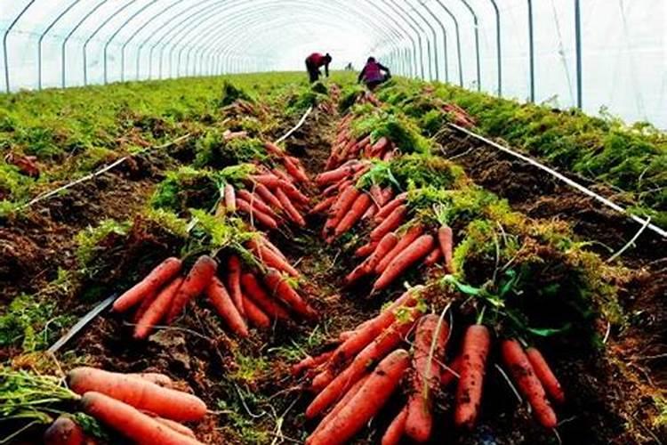 红萝卜施肥用什么肥料