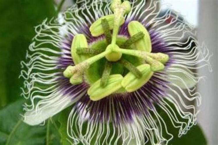 百香果如何做好水肥管理？百香果花期施什么肥才能结果？